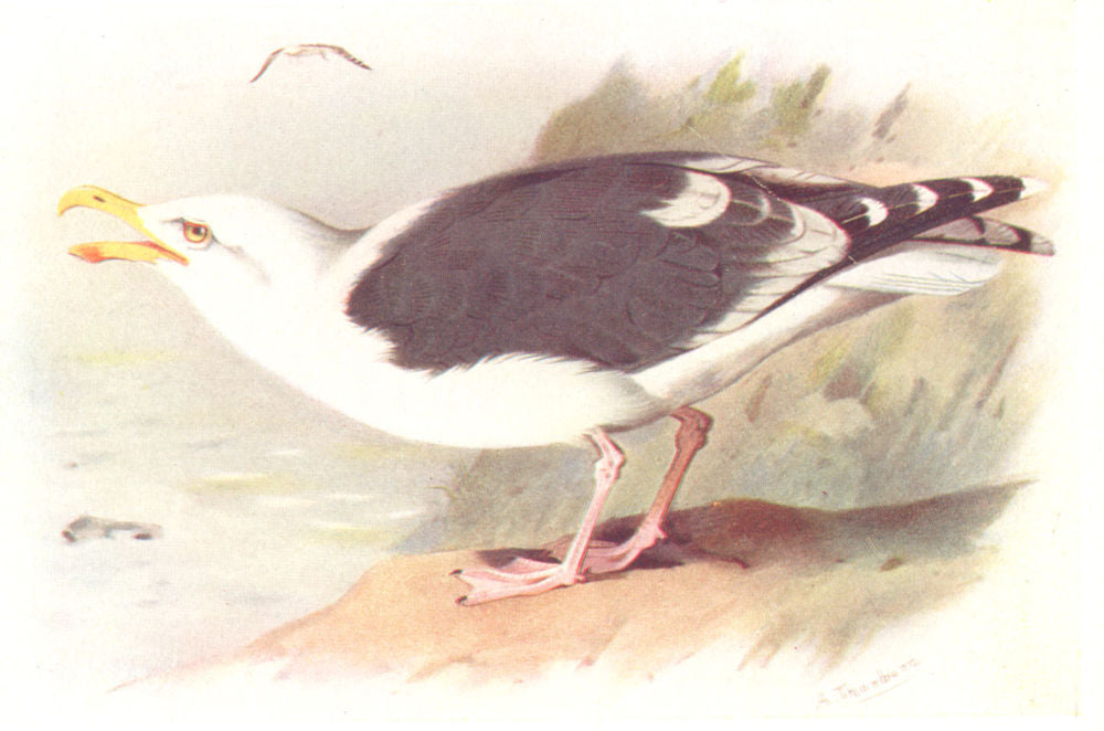 BRITISH BIRDS. Great Black-Backed gull. THORBURN 1925 old vintage print